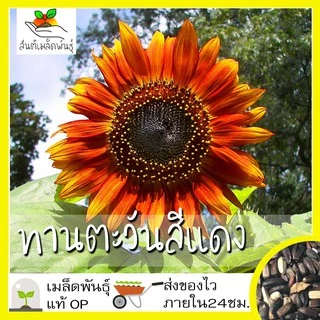 เมล็ดพันธุ์ ชุดดอกทานตะวัน ขายดีที่สุด ปลูกง่าย โตไว ดอกดกสวย พร้อมส่ง ทานตะวันแคระ/โกลด์รัช/ซันโกลด์/ยักษ์แมมมอธ/สีแดง
