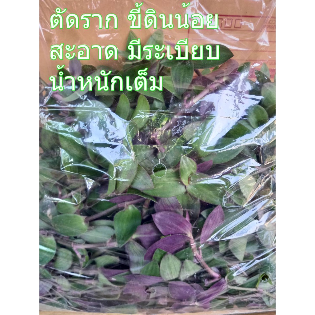 หญ้าไผ่น้ำ 1 กิโลกรัม