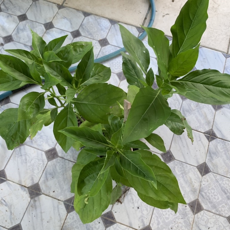 อังกาบหนู//พืชสมุนไพร