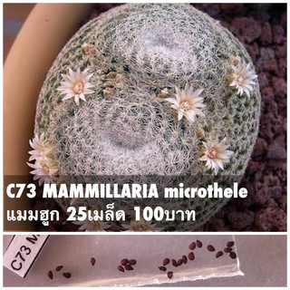 C73 MAMMILLARIA microthele แมมฮูก 25เมล็ด 100บาท