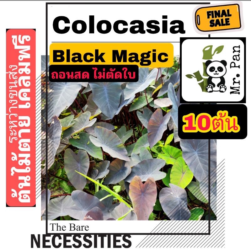 ขาย10ต้น Colocasia Black Magic ถอนสด ไม่ตัดใบ โคโลคาเซีย เเบล็คเมจิก