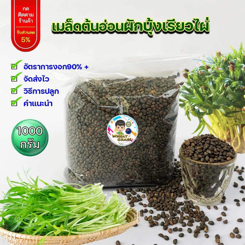 เมล็ดต้นอ่อนผักบุ้งเรียวไผ่ ขนาด 1 กิโลกรัม สำหรับเพาะงอก เมล็ดใหม่ อัตราการงอกสูง 90% เมล็ดผักบุ้ง