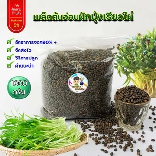 เมล็ดต้นอ่อนผักบุ้งเรียวไผ่ ขนาด 1 กิโลกรัม สำหรับเพาะงอก เมล็ดใหม่ อัตราการงอกสูง 90% เมล็ดผักบุ้ง