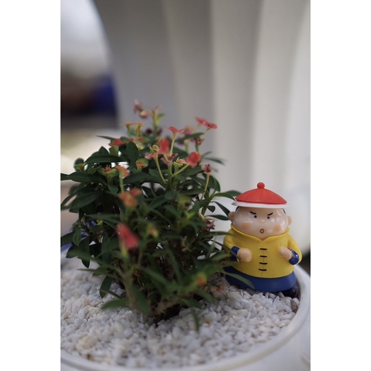 โป๊ยเซียนแคระ ดอกสีแดงสดใส Euphorbia Milii Des Moul