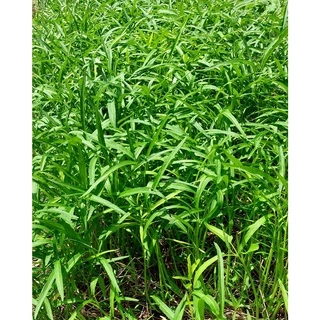 เมล็ดพันธุ์ ผักบุ้งจีน ผักสวนครัว 20 กรัม [10 แถม 1 คละได้]