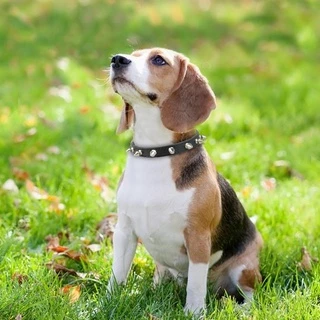 『27Pets』ปลอกคอ ประดับหมุด ป้องกันการกัด ที่ทนทาน สําหรับสัตว์เลี้ยง สุนัข