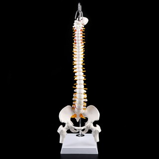 Human Spinal Column Vertebral Lumbar Curve  Anatomical Model Anatomy Spine Tool Q9IH