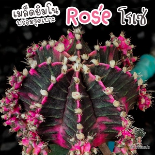 ชุดเพาะเมล็ด Rose โรเซ่ 💝 (Rose ผสม LB2178) 🌵กระบองเพชร/แคคตัส 🌵