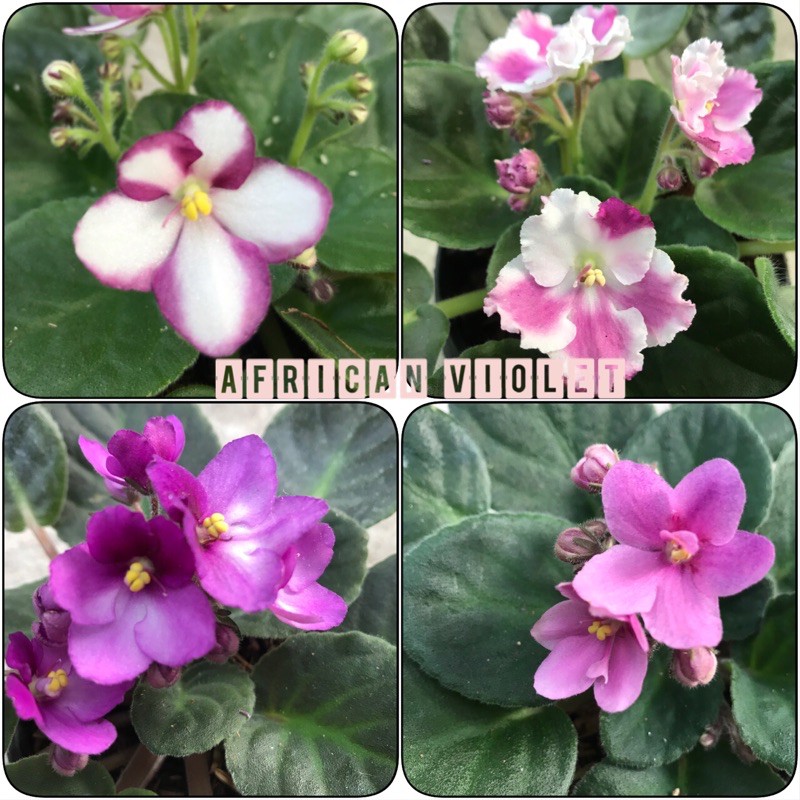 African violet แอฟริกันไวโอเล็ต พร้อมดอกทุกต้น ทรงสวยฟอร์มใหญ่ยักษ์