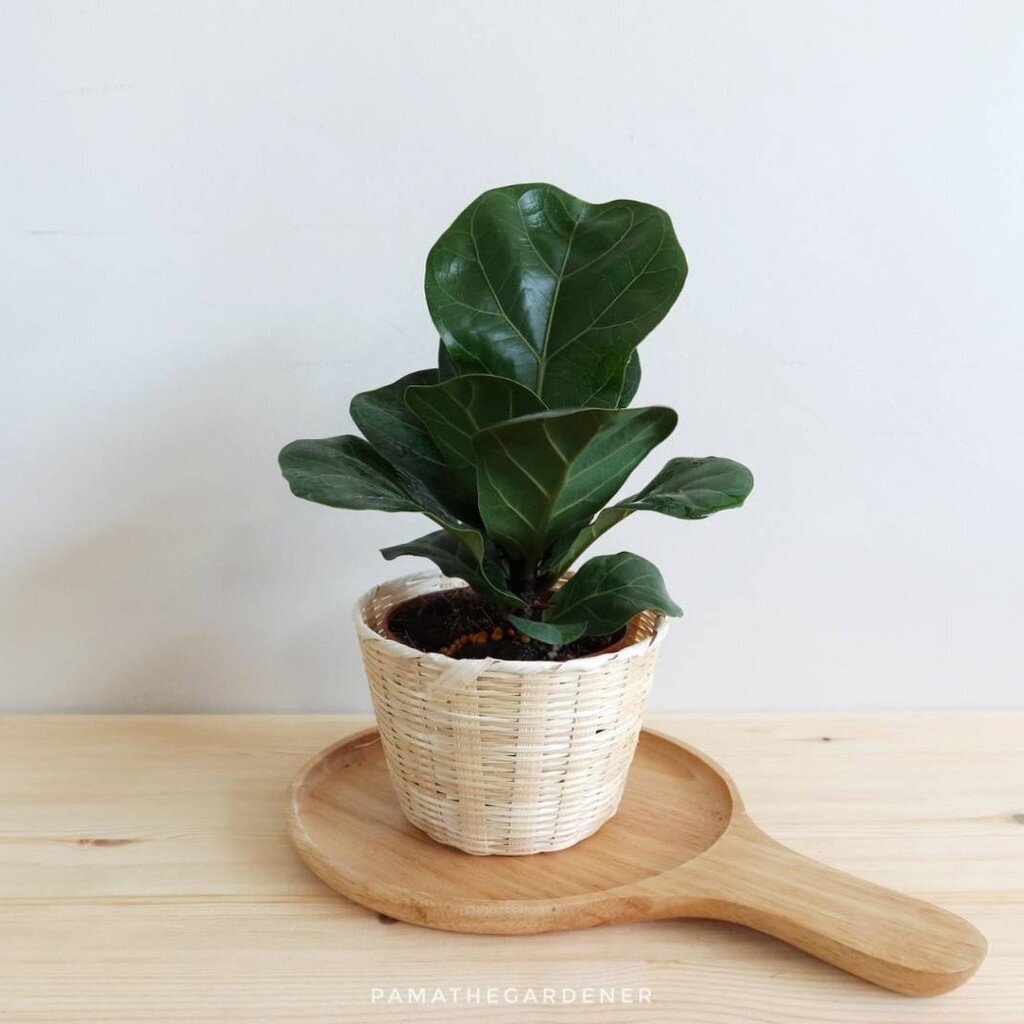 มุมมอง 3