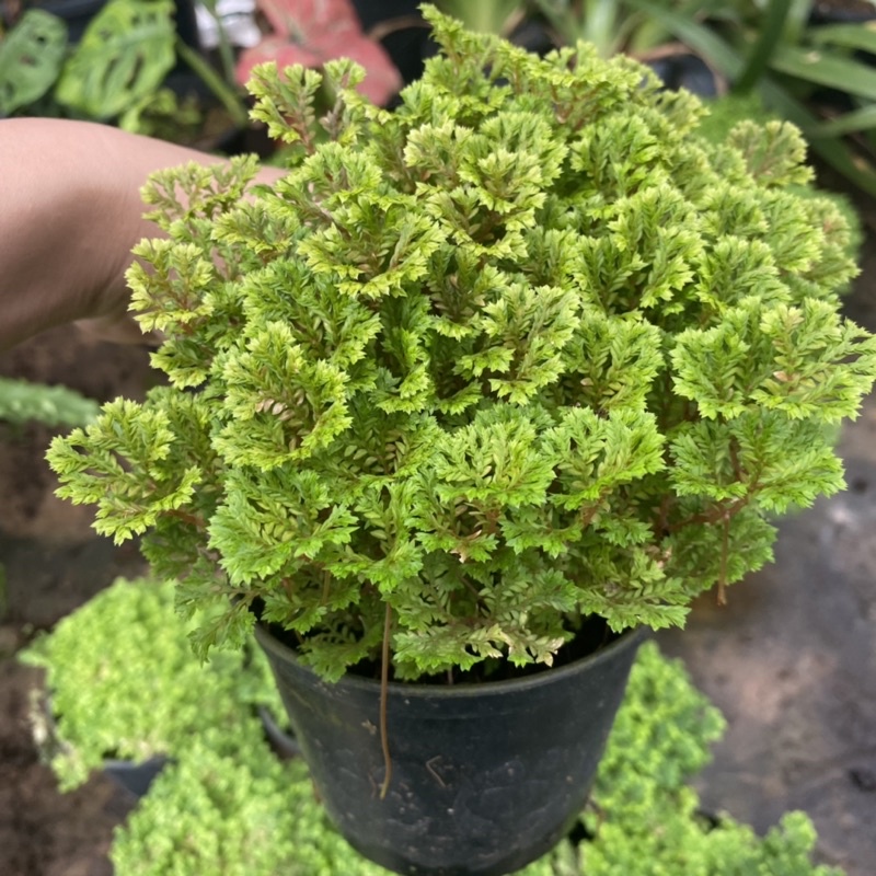 เฟิร์นกนก อินโดเลื้อย / ต้นเฟิร์นกนกนารีแคระ  🪴 พร้อมกระถาง4นิ้ว - รูปที่ 5