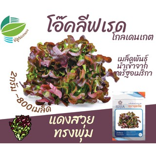 โอ๊คลีฟเรด ~800 เมล็ด (Oakleaf Red)​ ผักสลัด #เรดโอ๊ค #redoak