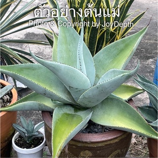 Agave guiengola / อากาว่า เกวนโกล่า ขายหน่อ@110฿