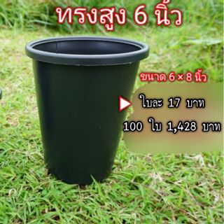 ขาย 100 ใบ  กระถางทรงสูง  6 นิ้ว