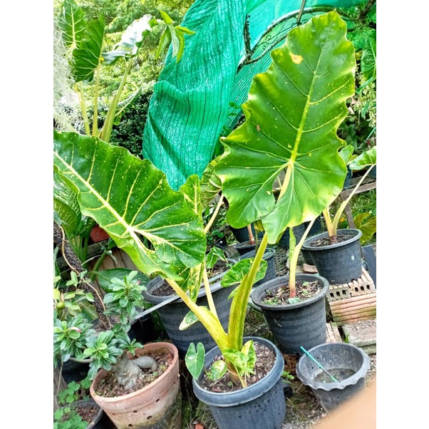 ต้นลูก เพชรเจ็ดสี Alocasia New Guinea Gold