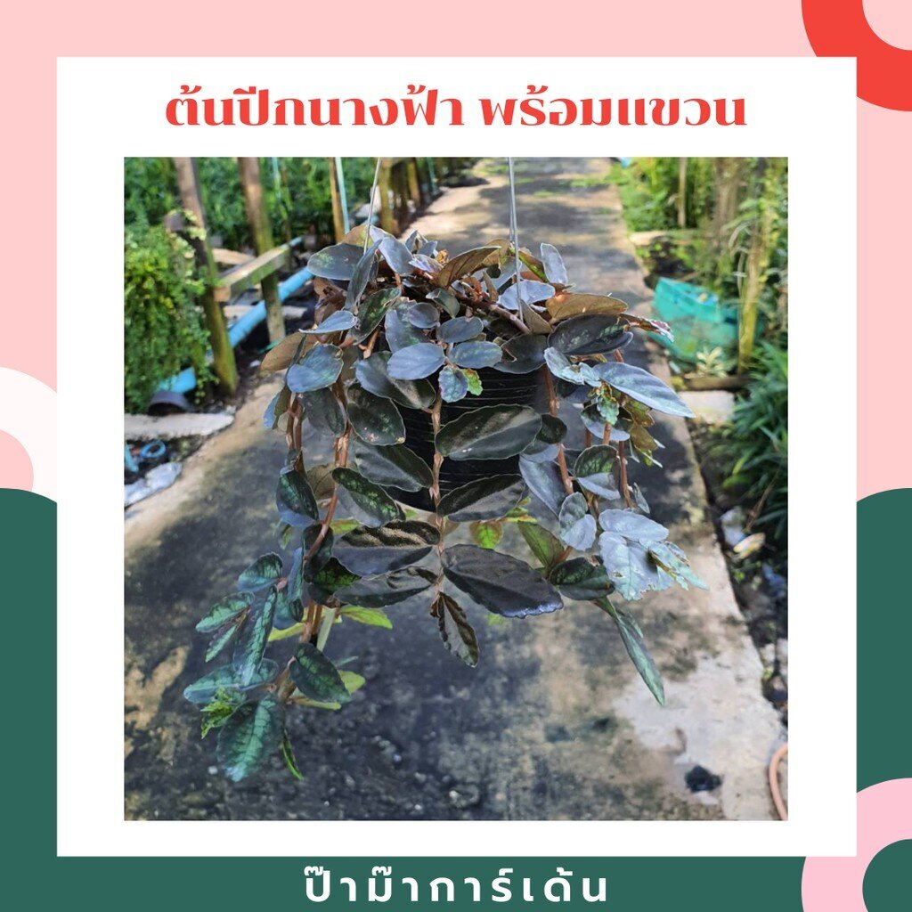 ต้นปีกนางฟ้าในกระถาง 4 นิ้วพร้อมลวดแขวน