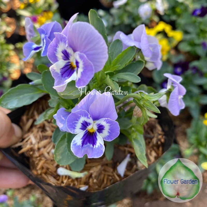 F52 ไวโอล่า/วิโอล่า(แพนซี ดอกเล็ก) ดอกสีสวย ไม้ดอก ไม้ประดับ #ดอกแววมยุรา #ดอกแพนซี #ดอกหน้าแมว - รูปที่ 5
