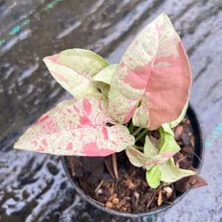 Syngonium Milk Confetti