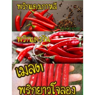 เมล็ด พริกโจลอง พริดแดงจีน พริกแดงเกาหลี 50เมล็ด10บาท เมล็ดแท้นำเข้าจากต่างประเทศ