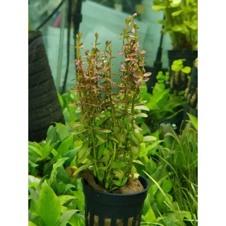 โรทาล่าแม๊คซิกัน (Rotala Maxican)​ ต้นไม้น้ำ ต้นไม้น้ำตกแต่งตู้ปลา ***กรุณาอ่านรายละเอียดก่อนสั่งซื้อ***