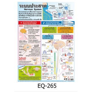 ระบบประสาท EQ-265 สื่อโปสเตอร์ภาพ กระดาษ หุ้มพลาสติก