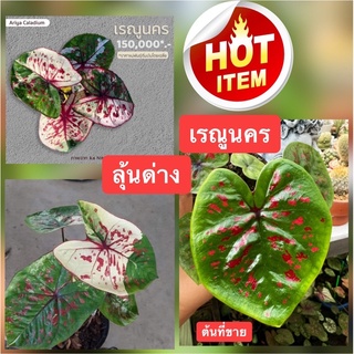 เรณูนคร บอนสี ชื่อดังบอนสีเรณูนคร(ลุ้นด่าง) ราชินีแห่งใบไม้