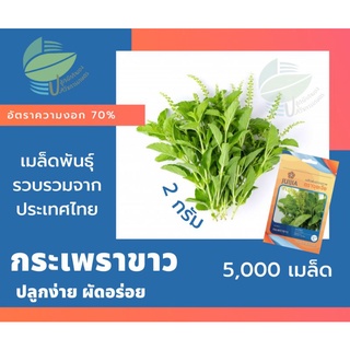 กะเพราขาว (Holy Basil)