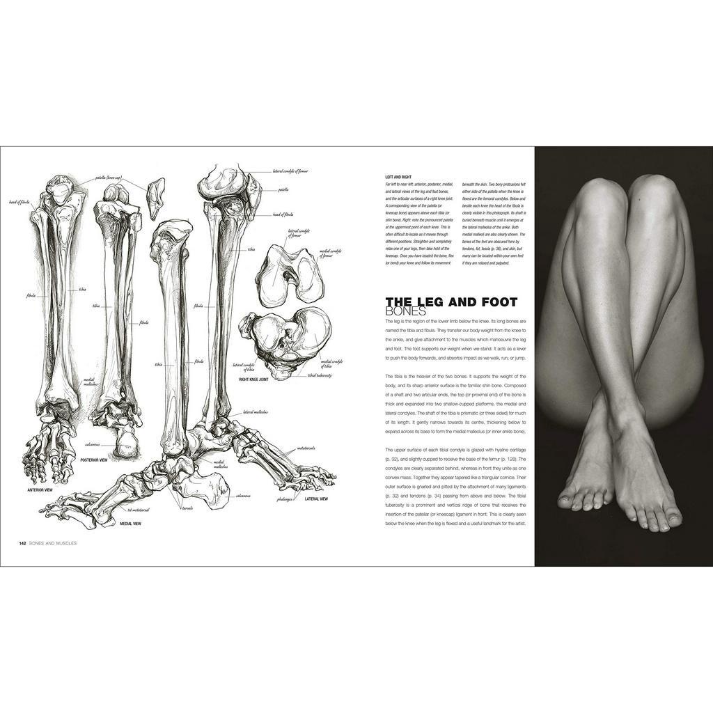 [Querida] หนังสือภาษาอังกฤษ Anatomy for the Artist [Hardcover] by Sarah Simblet อนาโตมี สำรับ อาติส - รูปที่ 4