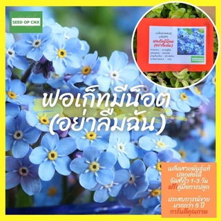 ☘️เมล็ดสายพันธุ์แท้หายาก☘️#ฟอเก็ทมีน็อต( อย่าลืมฉัน ) 100 เมล็ด แท้💯% [ในร้านมีให้เลือกอีกเยอะมาก❗️]