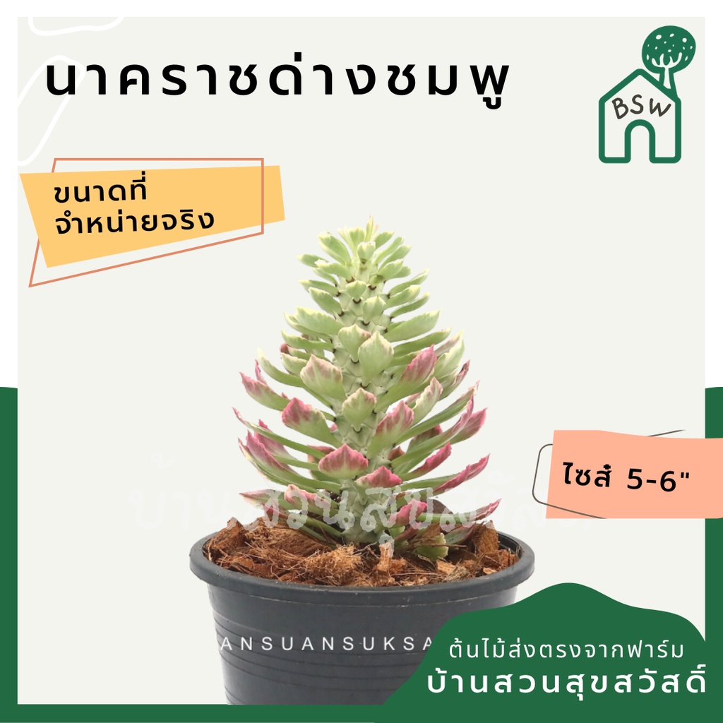 นาคราชด่างชมพู ในกระถางพร้อมตั้ง เป็นไม้แดด ชอบแล้งๆ