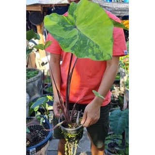 HK Garden (ชำมีรากเเล้ว) บอน เลมอนไลม์ ไซส์เเม่พันธุ์ Colocasia Lemon Lime Gecko / Reverse ไม้ด่าง ไม้กระเเส