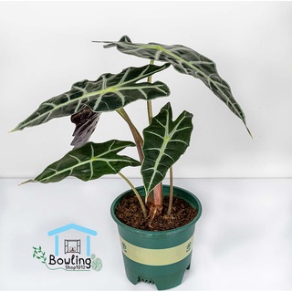 แก้วสารพัดนึก (Alocasia Sanderiana Bull)