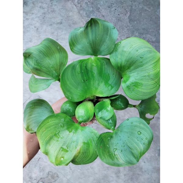 ผักตบชวา พืชน้ำ บรรจุถุงละ 15 กอ☘️🍀 40฿ขายราคาถูกที่สุด❗🍀‼️