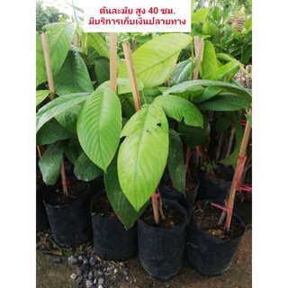 ต้นละไม ราคา 120 บาท ต้นสูง 40 ซม. มีผลคล้ายมะไฟ