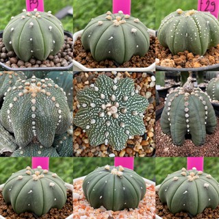 แอสโตรซุปเปอร์เว้า Star shape  คาบูโตะ แอสโตรV แอสโตรลูกV Astrophytum super kabuto ดอทสวยงาม กระบองเพชร คัดพิเศษราคาเบาๆ