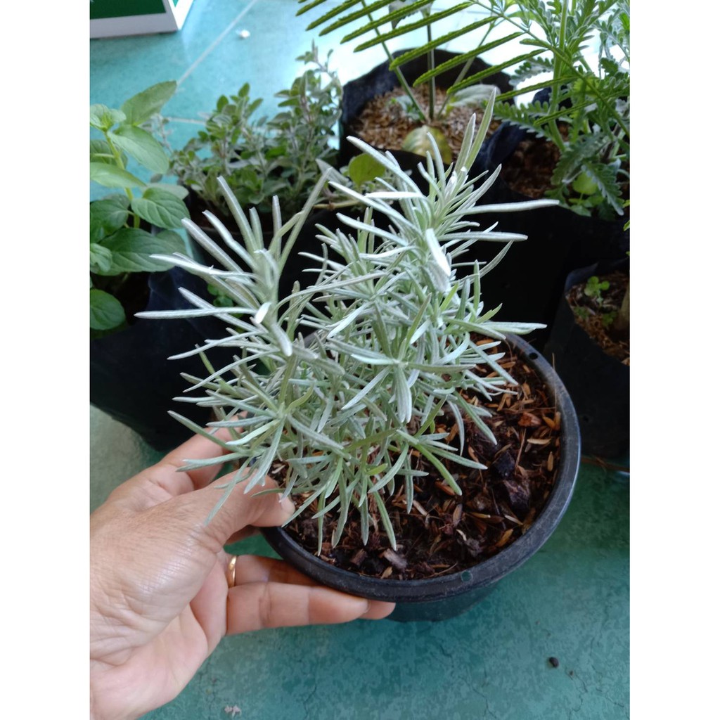ต้นคูลลิ่ง #โรสแมรี่ขาว(Curry Plant) - รูปที่ 2