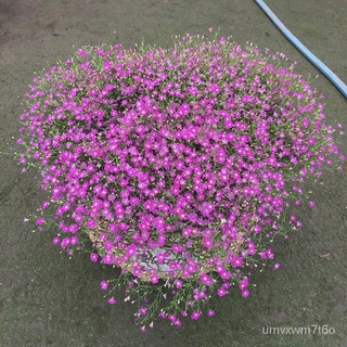 เมล็ดยิปโซ ต้นยิปโซ Mixed Color Gypsophila Flower Seeds เมล็ดบอนสี ต้นไม้ฟอกอากาศ ไม้ประดับ เมล็ดดอกไม้ บอนไซ ต้นไม้ ดอก