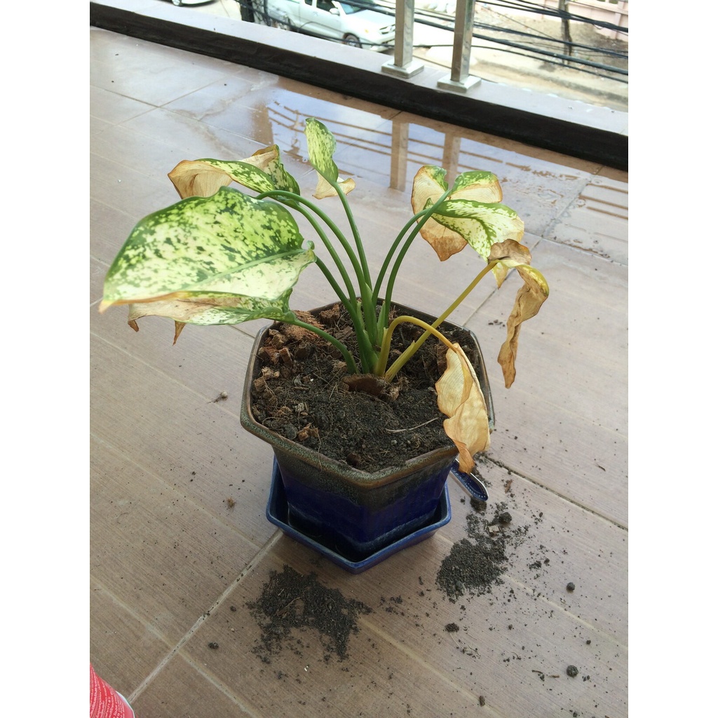 ✨ขายดีมาก🎇ปุ๋ยน้ำ B5 (6 ขวด ) ปุ๋ยบำรุงต้นไม้ ขนาด 40ml. ปุ๋ยต้นไม้ ปุ๋ยแคคตัส ปุ๋ยน้ำทางใบ ปุ๋ยเร่งดอกผล ปุ๋ยน้ำเร่งโต - รูปที่ 3