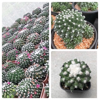 แมมปุยหิมะ “อิรุซามุ” (Mammillaria bucareliensis “Erusamu”)กระบองเพชร แคคตัส