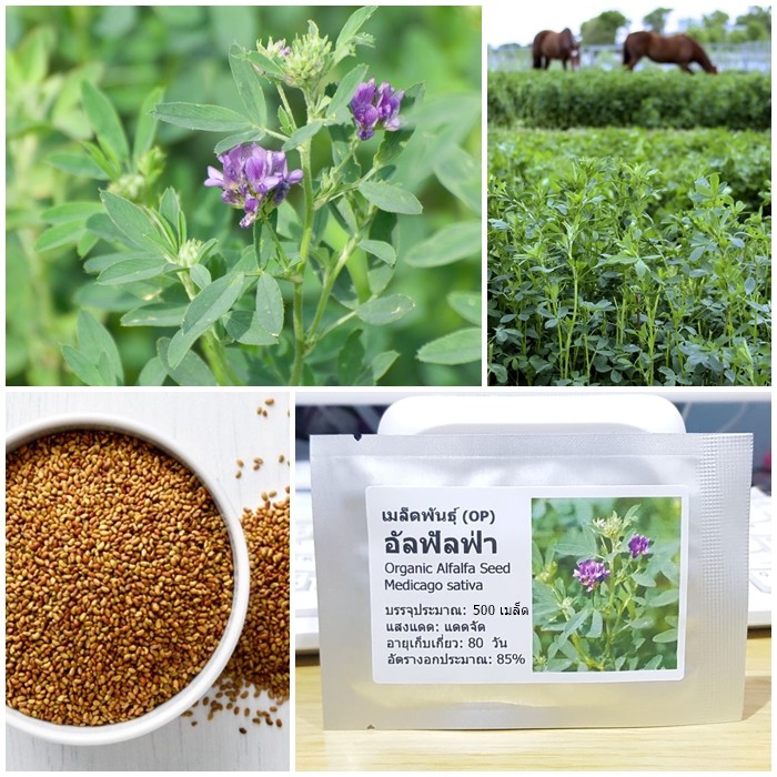 เมล็ดพันธุ์ อัลฟัลฟ่า (Organic Alfalfa Seed) บรรจุ 500 เมล็ด คุณภาพดี ราคาถูก ของแท้ 100%