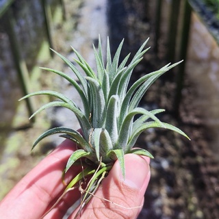 Tillandsia Ionantha Bravo