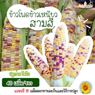 เมล็ดพันธุ์ข้าวโพดเหนียวสามสี 40 เมล็ด อัตราการงอก95% ปลูกง่าย โตไว (แถมฟรี เมล็ดผักทุกออเดอร์)