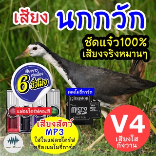 (MP3 เสียงต่อสัตว์) เสียงนกกวัก V.4 [6ชั่วโมง] ใส่แฟลชไดร์ฟ/เมมโมรี่ มีเก็บเงินปลายทาง เสียงดี ชัด100% ไม่มีโฆษณาแทรก