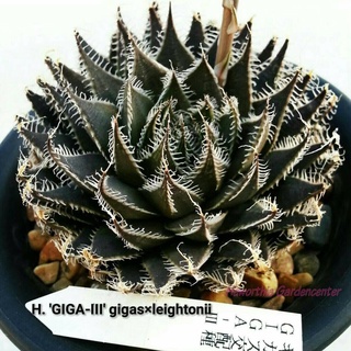 H.’GIGA-III’ gigas x leightonii A072