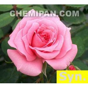 [CHEMIPAN] หัวน้ำหอม กลิ่นกุหลาบ (Rose Fragrance) 25g.