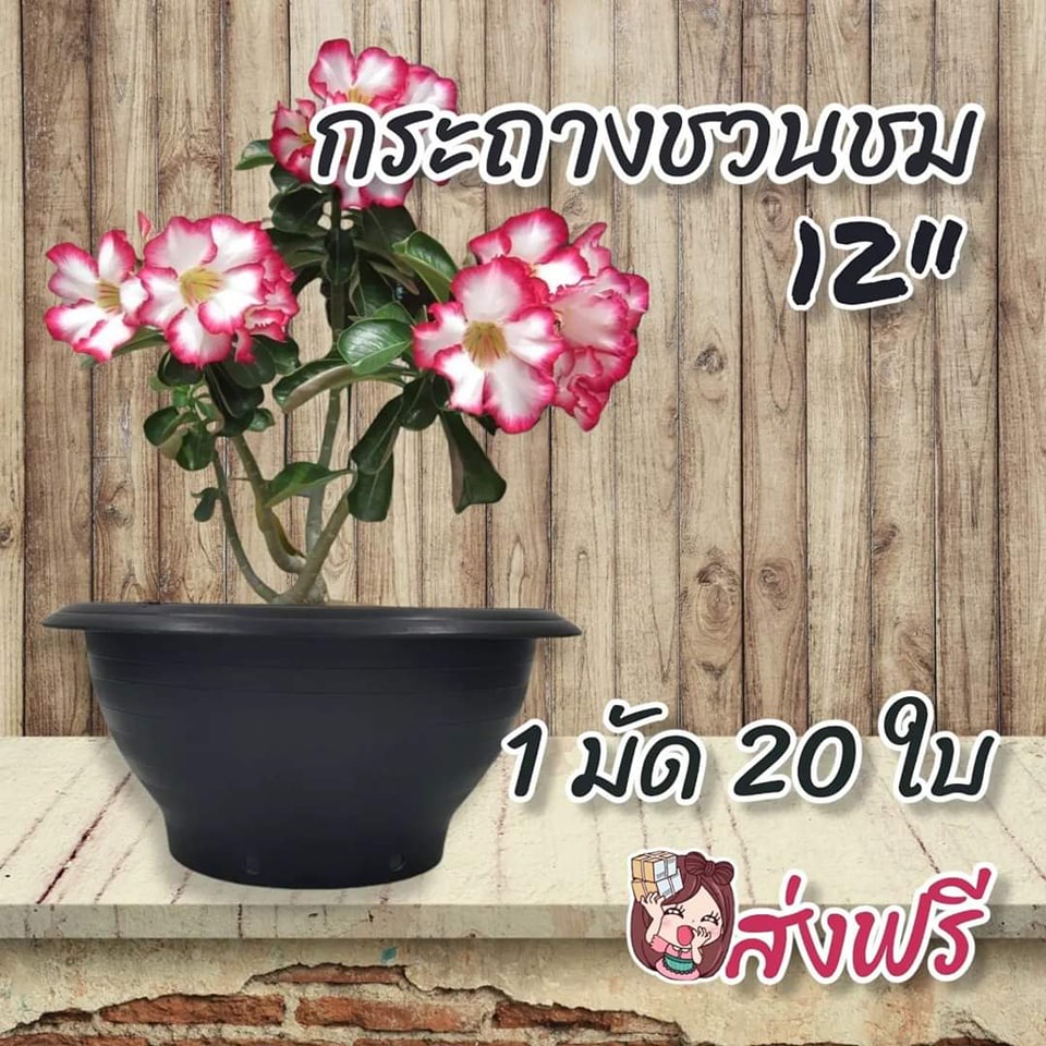 My Image 22