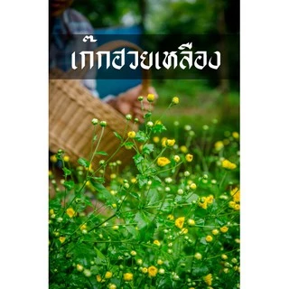 เก๊กฮวย ต้นเก๊กฮวย ดอกเหลือง ดอกดก ทนแล้ง ทนโรค