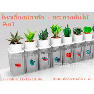 โหลปลากัด + กระถางต้นไม้  พลาสติกใส ขนาด11x11x18ซม. ชุด1ใบ โหลเลี้ยงปลากัดใส่กระถาง3นิ้ว ตู้ปลา