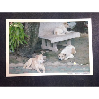 โปสการ์ดน่ารัก ลายหมา