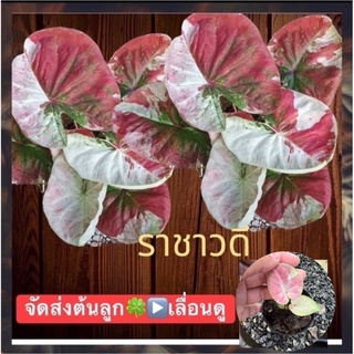 ลูกราชาวดี บอนสีแรไอเท็มบอนสีสวยๆ กำลังกัดสีสวยๆ (จัดส่งทั้งกระถาง)❇️💢